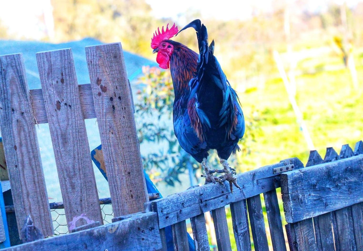 Podere Kiri Dome Experience Decimomannu Exteriér fotografie